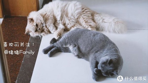 松下S5微单动物自动对焦测评，相信我，真的没有传说中那么烂休闲区蓝鸢梦想 - Www.slyday.coM