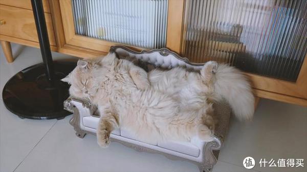 松下S5微单动物自动对焦测评，相信我，真的没有传说中那么烂休闲区蓝鸢梦想 - Www.slyday.coM