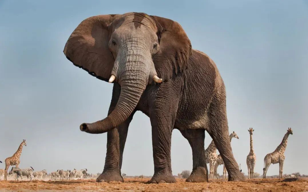 当地人质问着为什么大象的生命比我们的更重要