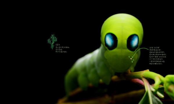 夹竹桃天蛾幼虫:只许可爱,不准吓人