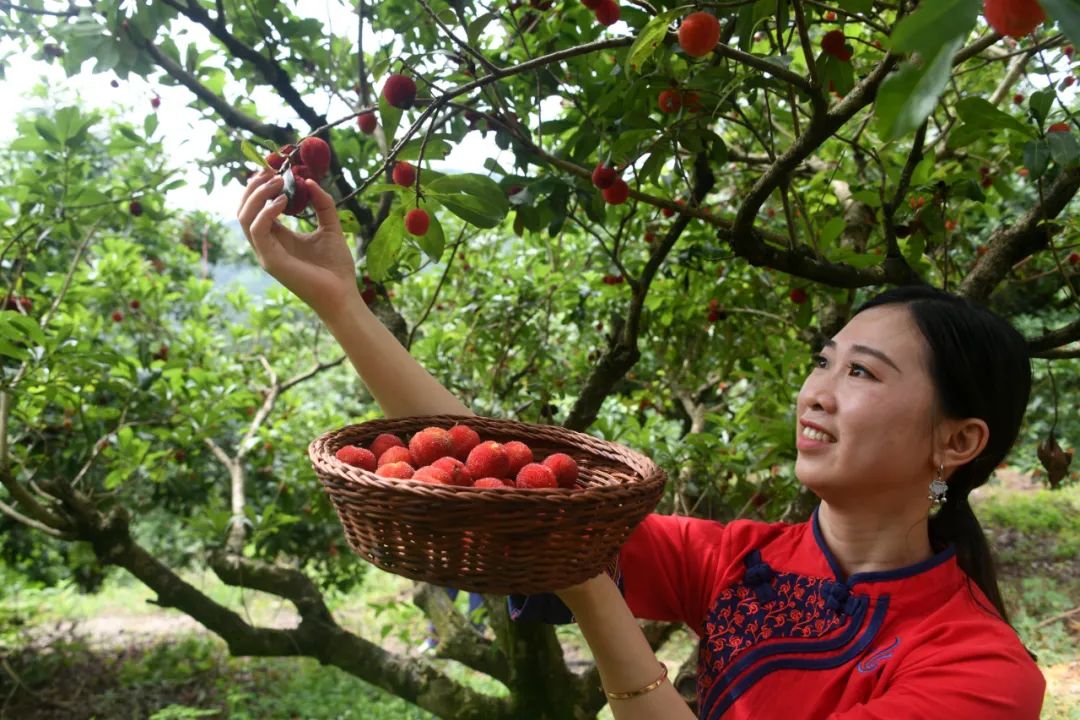 河池这片千亩杨梅进入采摘季|河池市_新浪新闻
