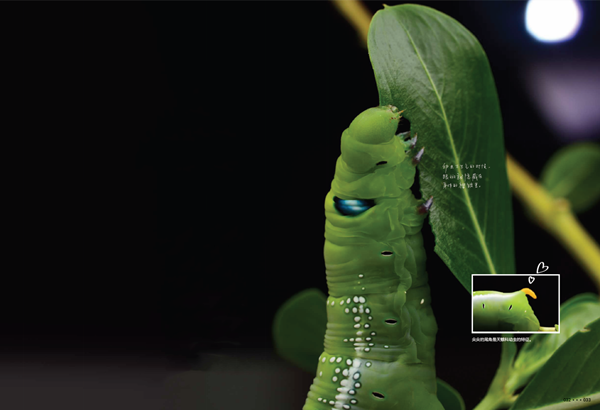 夹竹桃天蛾幼虫:只许可爱,不准吓人