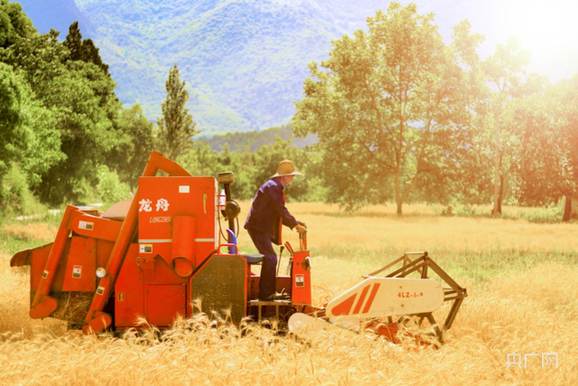 收割机正在甘肃成县王磨镇杨庄村收割小麦(央广网发 郭辉 摄)
