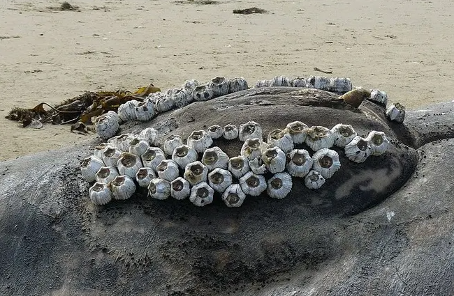 在浙江吃藤壶还以为吞了个鬼手