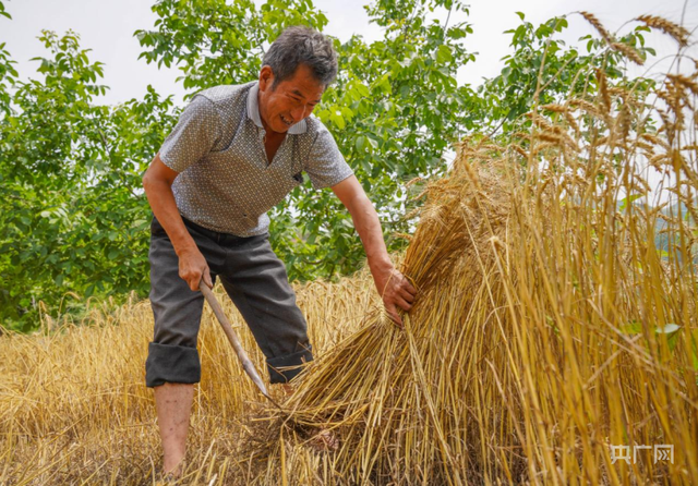 甘肃成县索池镇大川村村民正在山地丘陵地区人工抢收小麦(央广网发 陈争强 摄)