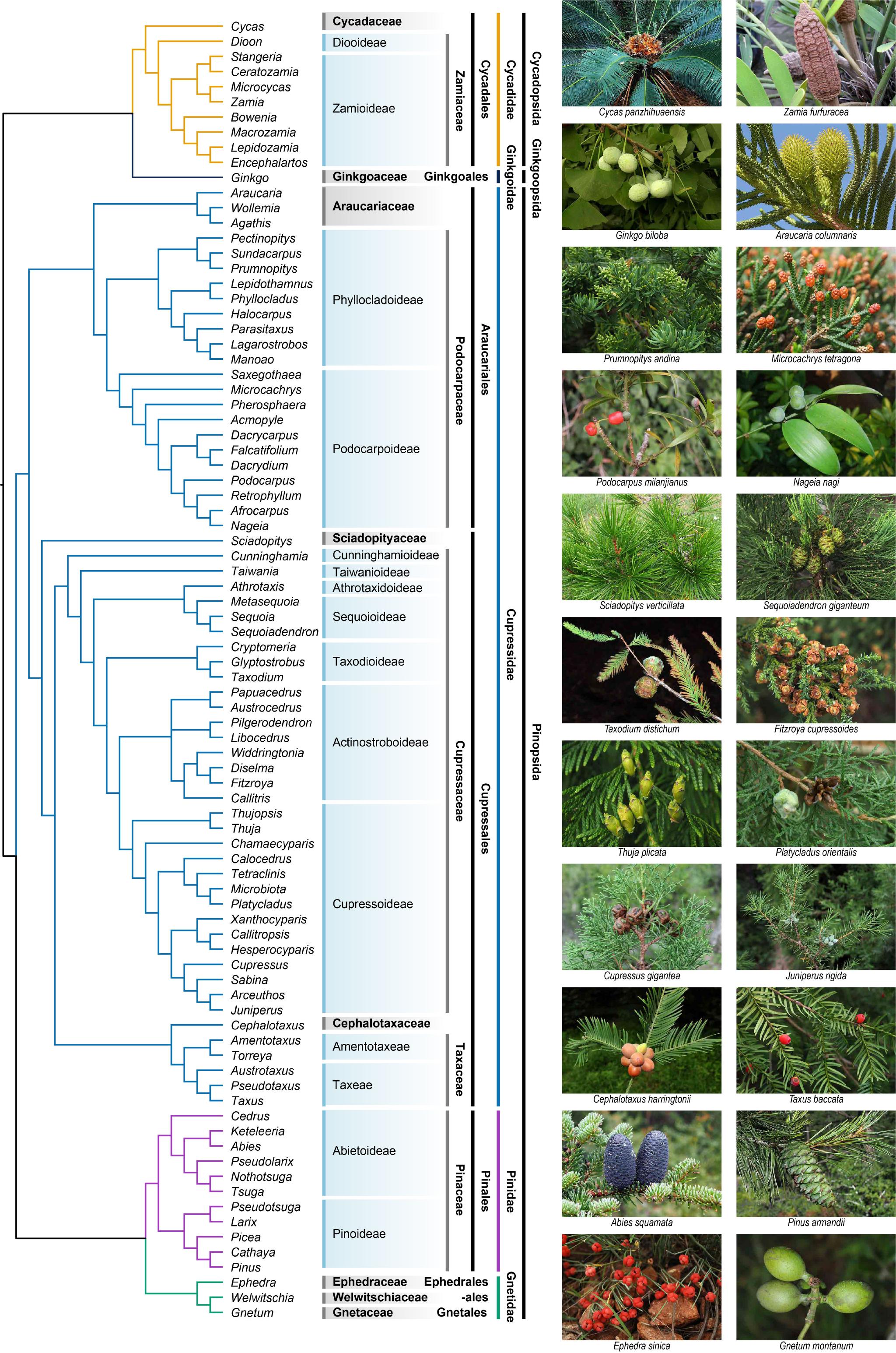 杨氏裸子植物分类系统图受访者供图
