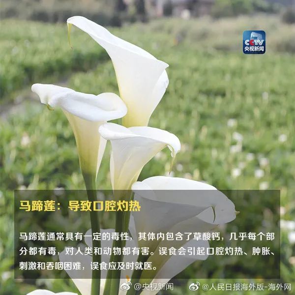女孩这样拍照后中毒……网友：安陵容的话要信休闲区蓝鸢梦想 - Www.slyday.coM