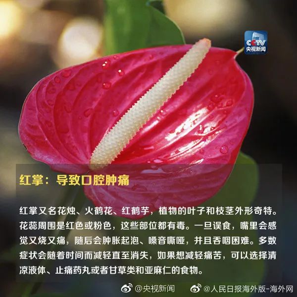 女孩这样拍照后中毒……网友：安陵容的话要信休闲区蓝鸢梦想 - Www.slyday.coM