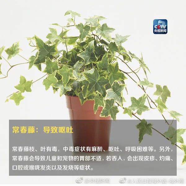 女孩这样拍照后中毒……网友：安陵容的话要信休闲区蓝鸢梦想 - Www.slyday.coM