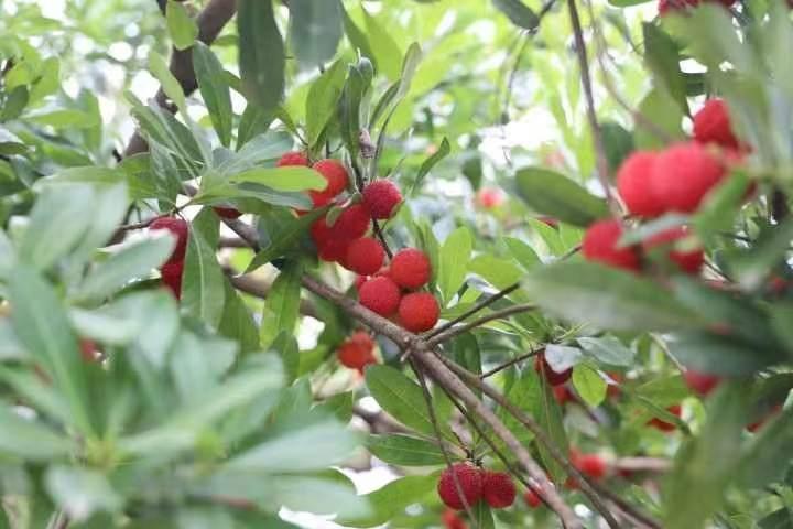 萧山杜家杨梅节今开幕！除了现场采摘，哪里能买到这一口鲜滋味休闲区蓝鸢梦想 - Www.slyday.coM