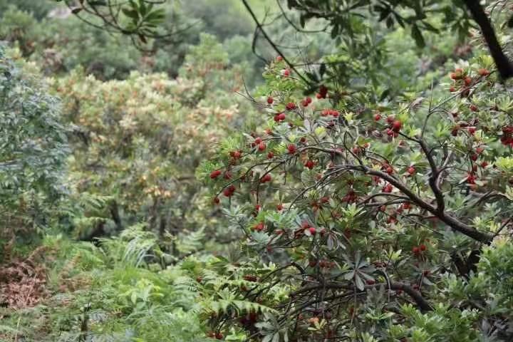 萧山杜家杨梅节今开幕！除了现场采摘，哪里能买到这一口鲜滋味休闲区蓝鸢梦想 - Www.slyday.coM