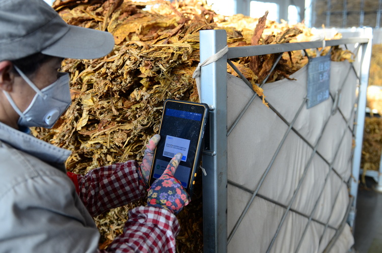 云南:数字化开启烟叶复烤新征程|云南省_新浪财经_新浪网