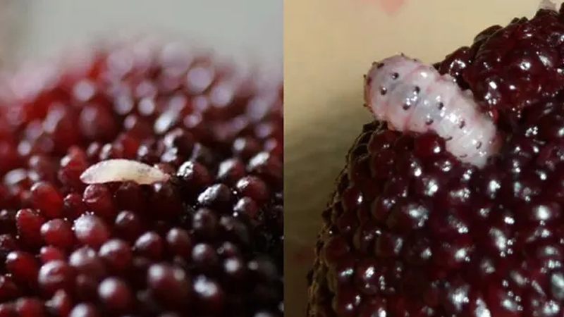 夏季最脏水果竟是它!这样吃孩子才健康|荔枝|水果|杨梅_新浪新闻