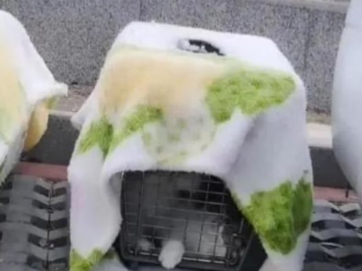 价值上万元加菲猫被遗弃,主人家里有矿?有钱也不能这么花休闲区蓝鸢梦想 - Www.slyday.coM 价值上万元加菲猫被遗弃,主人家里有矿?有钱也不能这么花休闲区蓝鸢梦想 - Www.slyday.coM