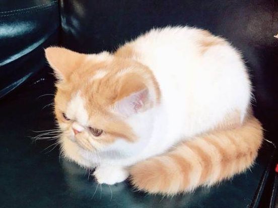 价值上万元加菲猫被遗弃,主人家里有矿?有钱也不能这么花休闲区蓝鸢梦想 - Www.slyday.coM 价值上万元加菲猫被遗弃,主人家里有矿?有钱也不能这么花休闲区蓝鸢梦想 - Www.slyday.coM