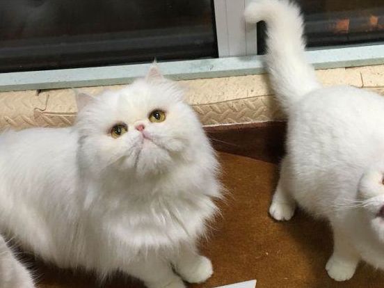 价值上万元加菲猫被遗弃,主人家里有矿?有钱也不能这么花休闲区蓝鸢梦想 - Www.slyday.coM 价值上万元加菲猫被遗弃,主人家里有矿?有钱也不能这么花休闲区蓝鸢梦想 - Www.slyday.coM