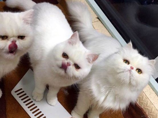 价值上万元加菲猫被遗弃,主人家里有矿?有钱也不能这么花休闲区蓝鸢梦想 - Www.slyday.coM 价值上万元加菲猫被遗弃,主人家里有矿?有钱也不能这么花休闲区蓝鸢梦想 - Www.slyday.coM