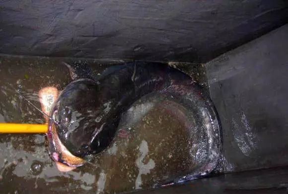 右溜溜,又约莫十来分钟吧,一条巨大的鲶鱼被我们用两个抄网抬上岸来