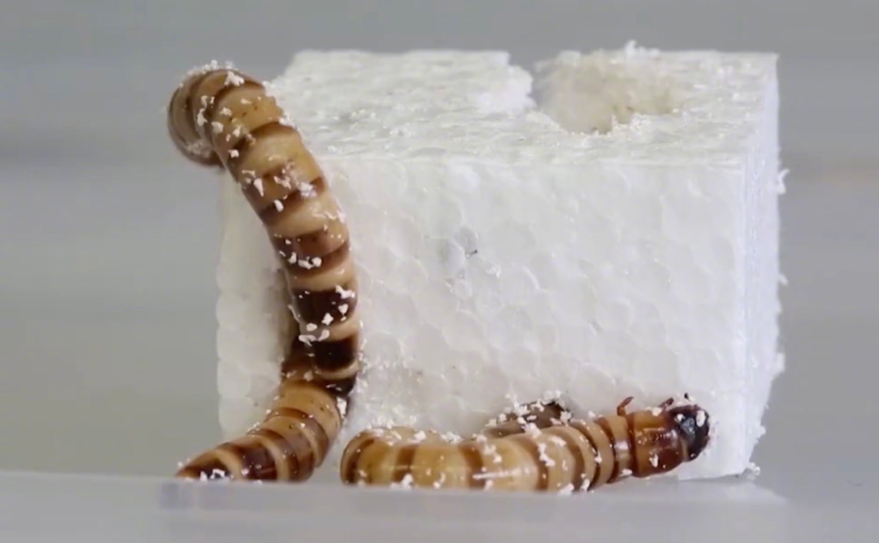 超级蠕虫有望带来垃圾回收新方式,只吃塑料也能茁壮成长