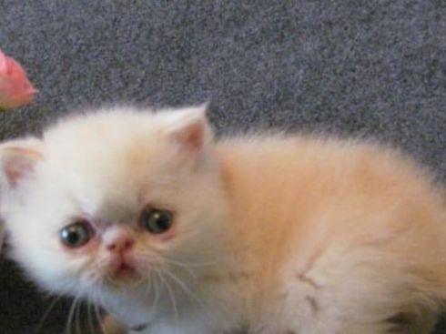 价值上万元加菲猫被遗弃,主人家里有矿?有钱也不能这么花休闲区蓝鸢梦想 - Www.slyday.coM 价值上万元加菲猫被遗弃,主人家里有矿?有钱也不能这么花休闲区蓝鸢梦想 - Www.slyday.coM