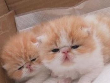 价值上万元加菲猫被遗弃,主人家里有矿?有钱也不能这么花休闲区蓝鸢梦想 - Www.slyday.coM 价值上万元加菲猫被遗弃,主人家里有矿?有钱也不能这么花休闲区蓝鸢梦想 - Www.slyday.coM