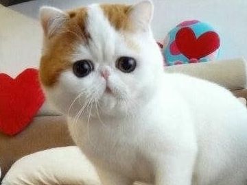 价值上万元加菲猫被遗弃,主人家里有矿?有钱也不能这么花休闲区蓝鸢梦想 - Www.slyday.coM 价值上万元加菲猫被遗弃,主人家里有矿?有钱也不能这么花休闲区蓝鸢梦想 - Www.slyday.coM