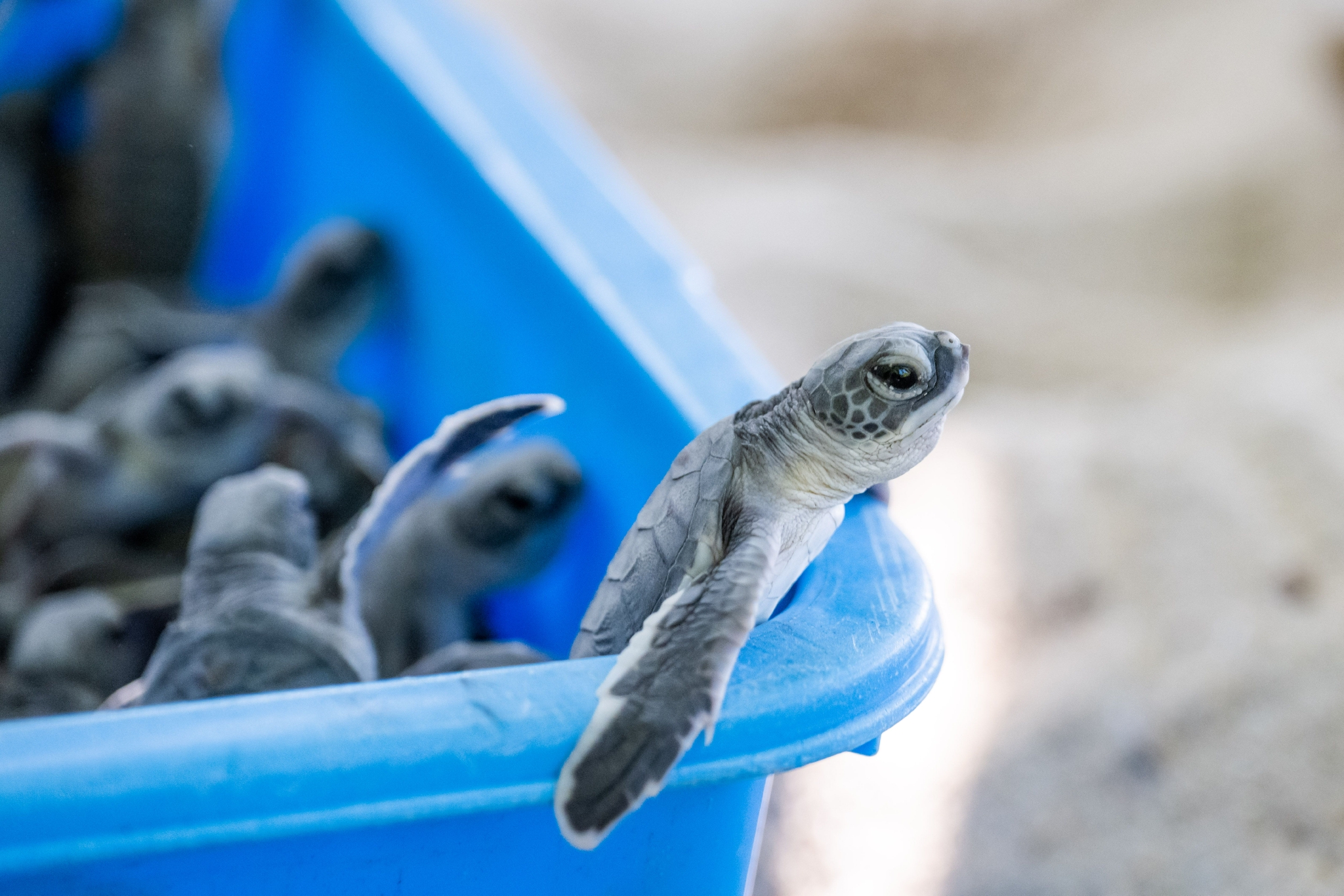 马来西亚保护海龟