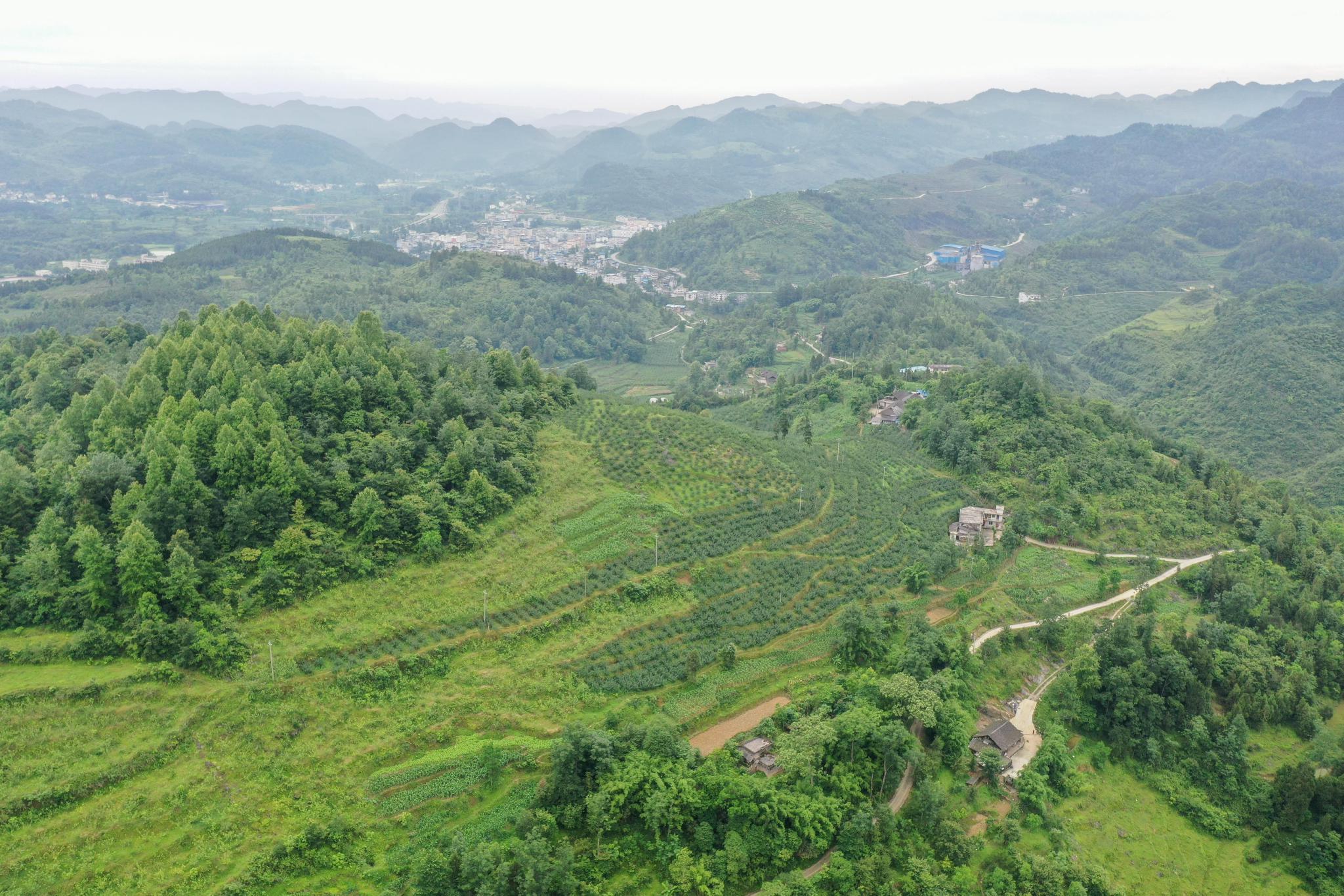 贵州务川石漠荒山变金山银山