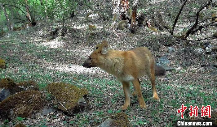 共同开展北山林场野生动物红外相机监测调查,近期增添了豺和狼两种