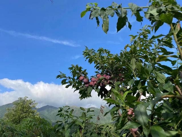 品"银妃"正当时,"中国李乡"信宜钱排迎来"甜蜜时光"|信宜|三华李|果农