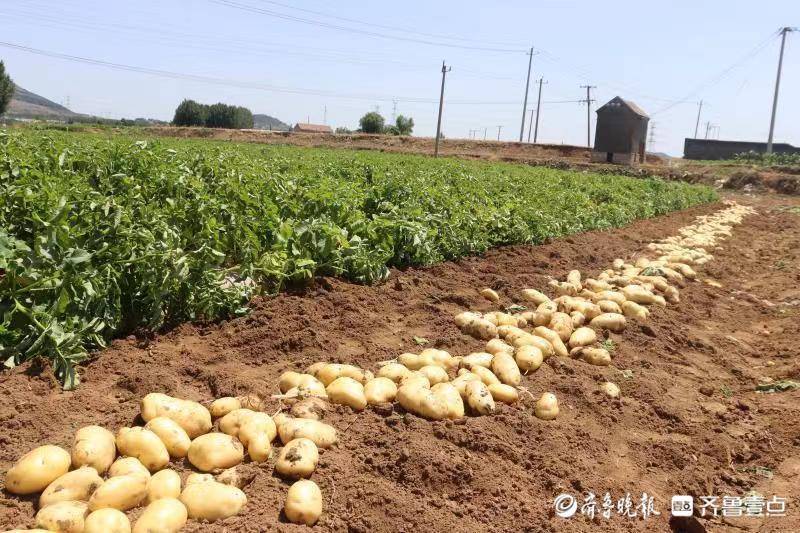 时下,新泰市岳家庄乡的大田土豆正值丰收季.