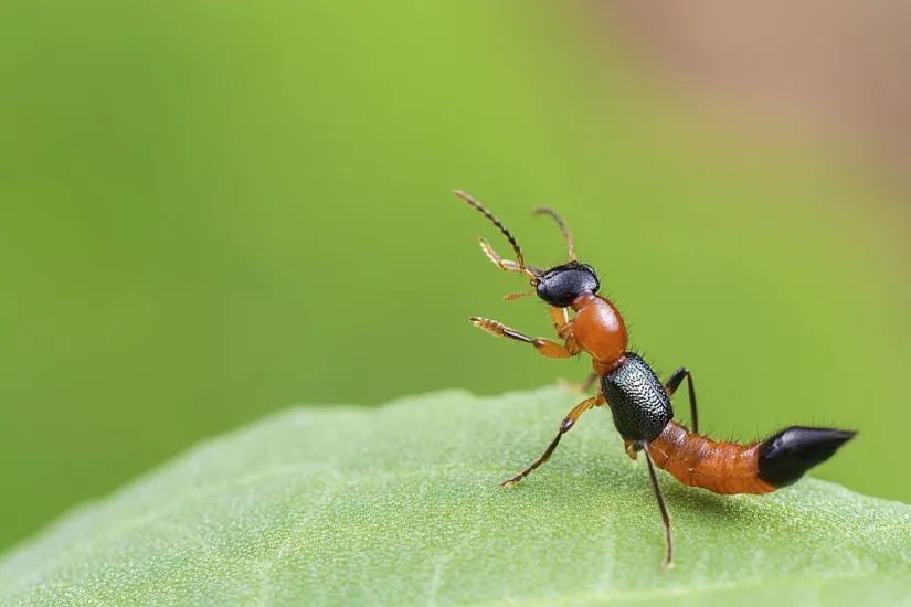 紧急提醒！这种虫子，毒液堪比硫酸！飞到身上千万别拍休闲区蓝鸢梦想 - Www.slyday.coM