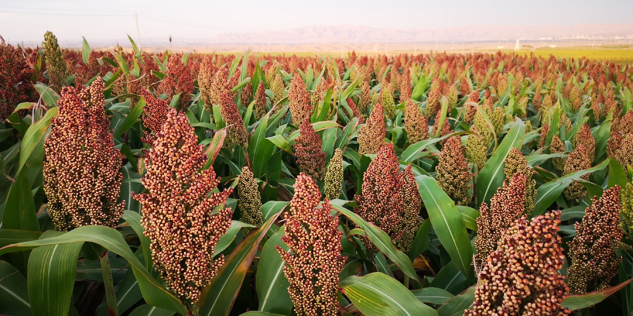 经过改土后的沙漠长出的高粱.重庆交通大学"沙漠土壤化"团队/供图