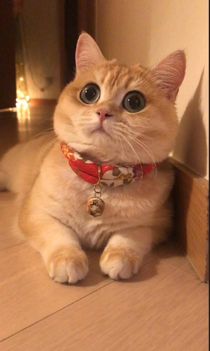 小猫咪molly的日常这个圆圆的大眼睛超可爱了
