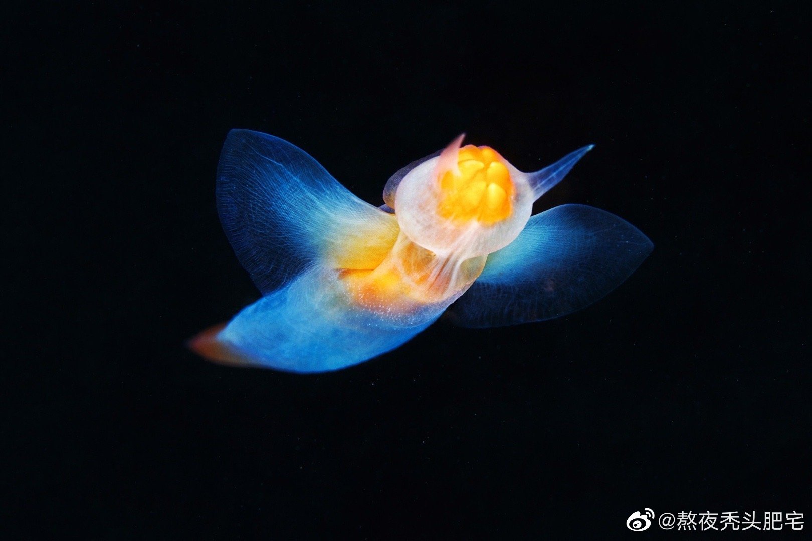 它们被誉为海天使,事实上却是一种裸体目Gymnosomata的海蛞蝓……|海蛞蝓|海天|腹足类_新浪新闻
