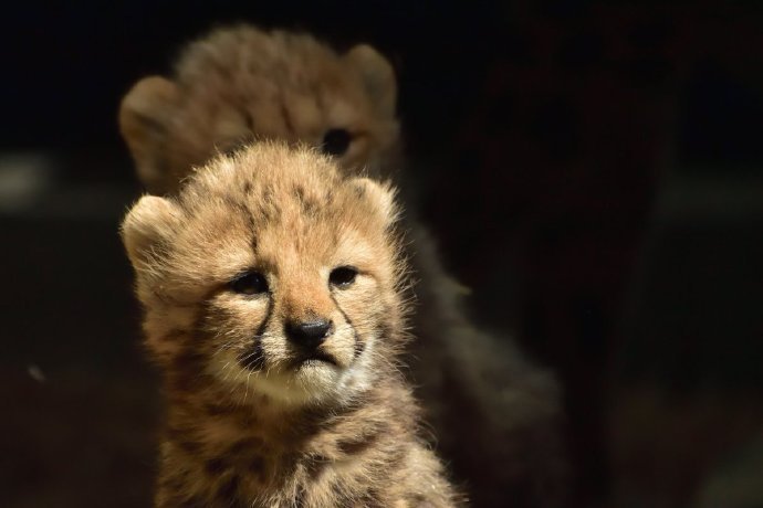 弱小可怜又无助的猎豹宝宝