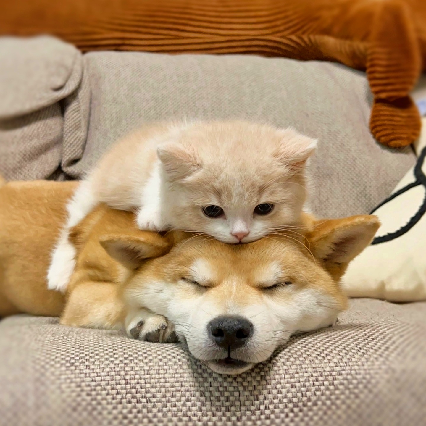 喜欢睡在一起的猫狗