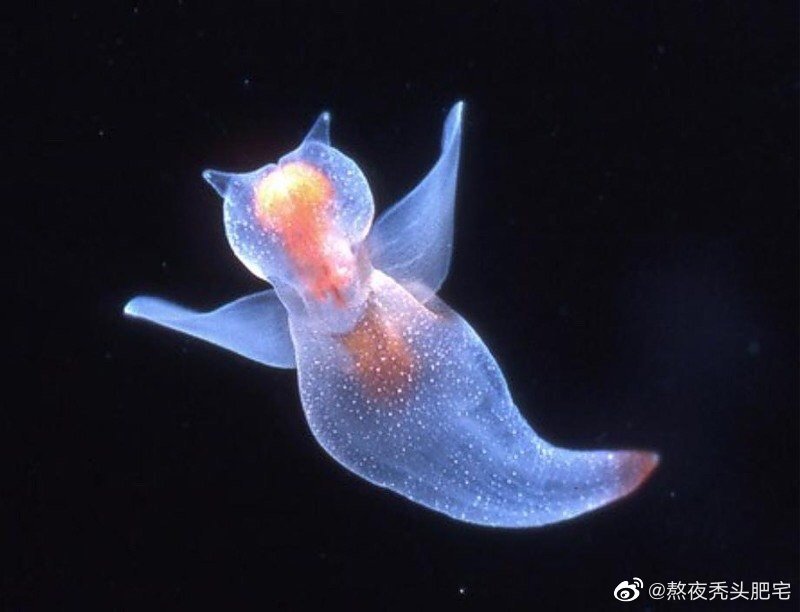 它们被誉为海天使,事实上却是一种裸体目Gymnosomata的海蛞蝓……|海蛞蝓|海天|腹足类_新浪新闻