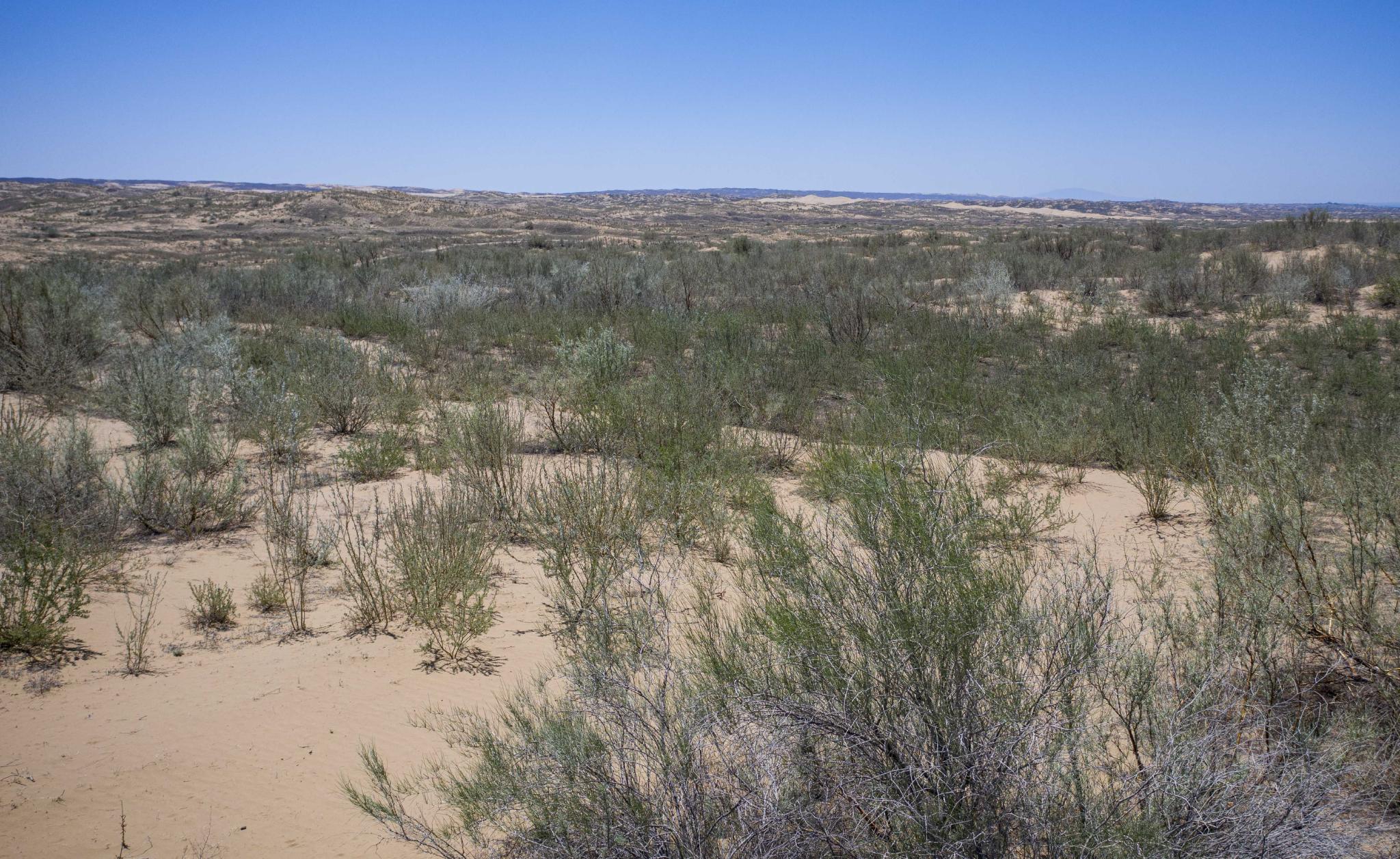 毛乌素沙地西南建起绿色屏障
