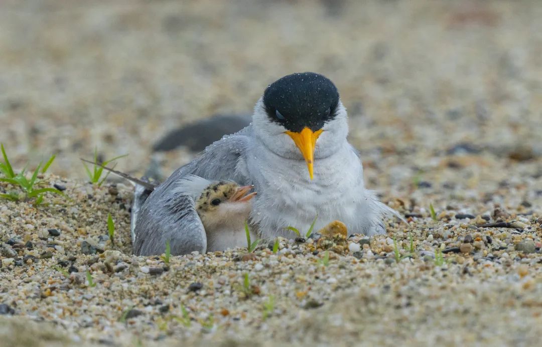 河燕鸥幼鸟依偎在成鸟怀抱.朱边勇 摄