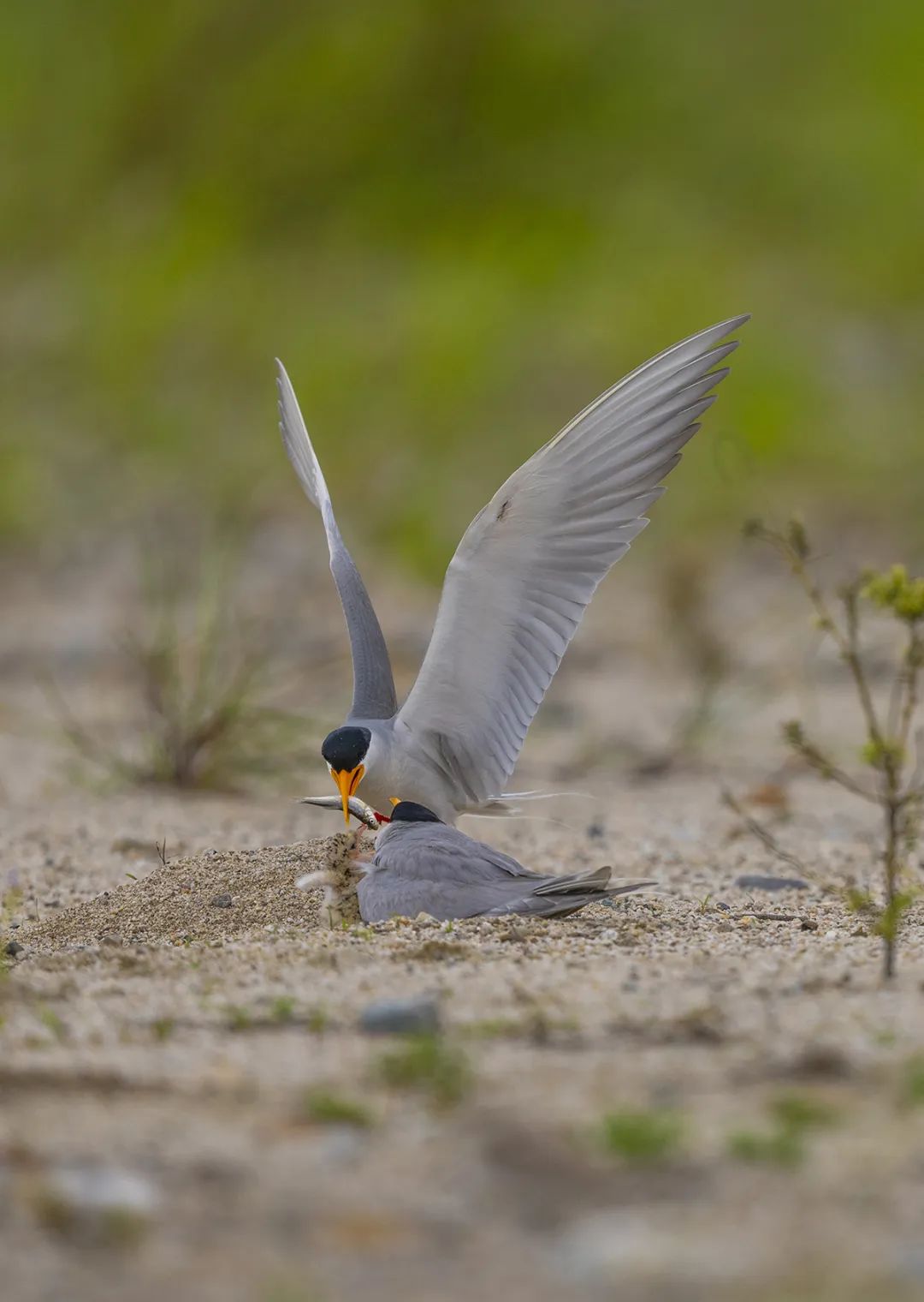 河燕鸥成鸟叼来新鲜的鱼喂食幼鸟.朱边勇 摄