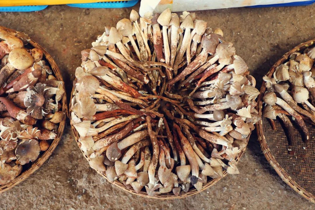 云南野生菌"七宗最"你都知道吗?__财经头条