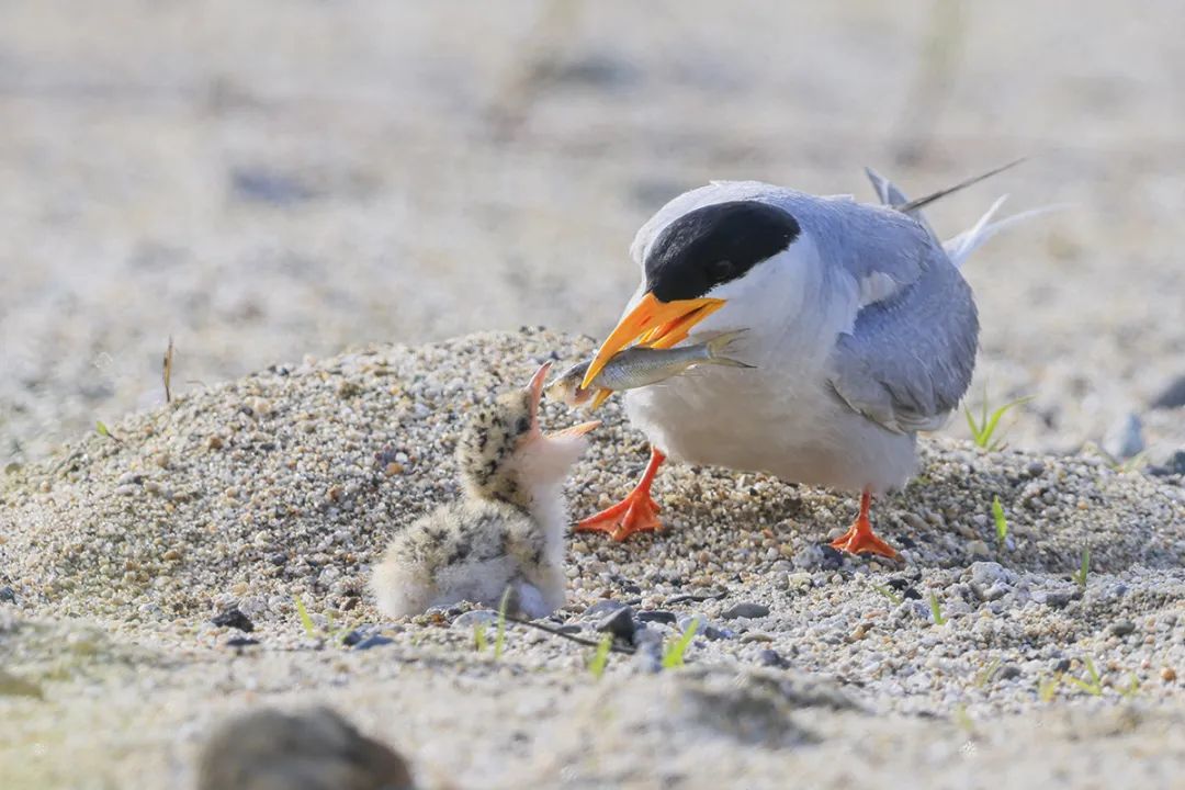 河燕鸥育雏画面.何海燕 摄