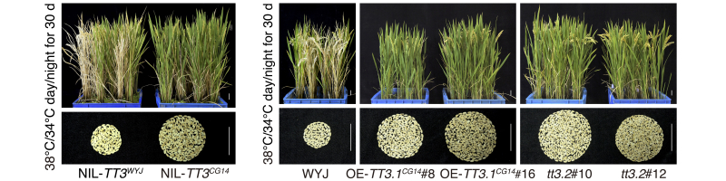 图1. 来自非洲栽培稻的TT3CG14位点及TT3.1过量表达、TT3.2敲除构建显著增加高温胁迫下的水稻产量。