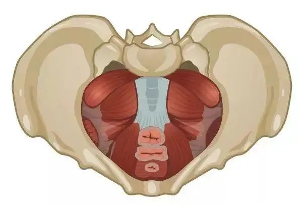 【保健指南】盆腔松紧功,有助气血通|腹部_新浪新闻