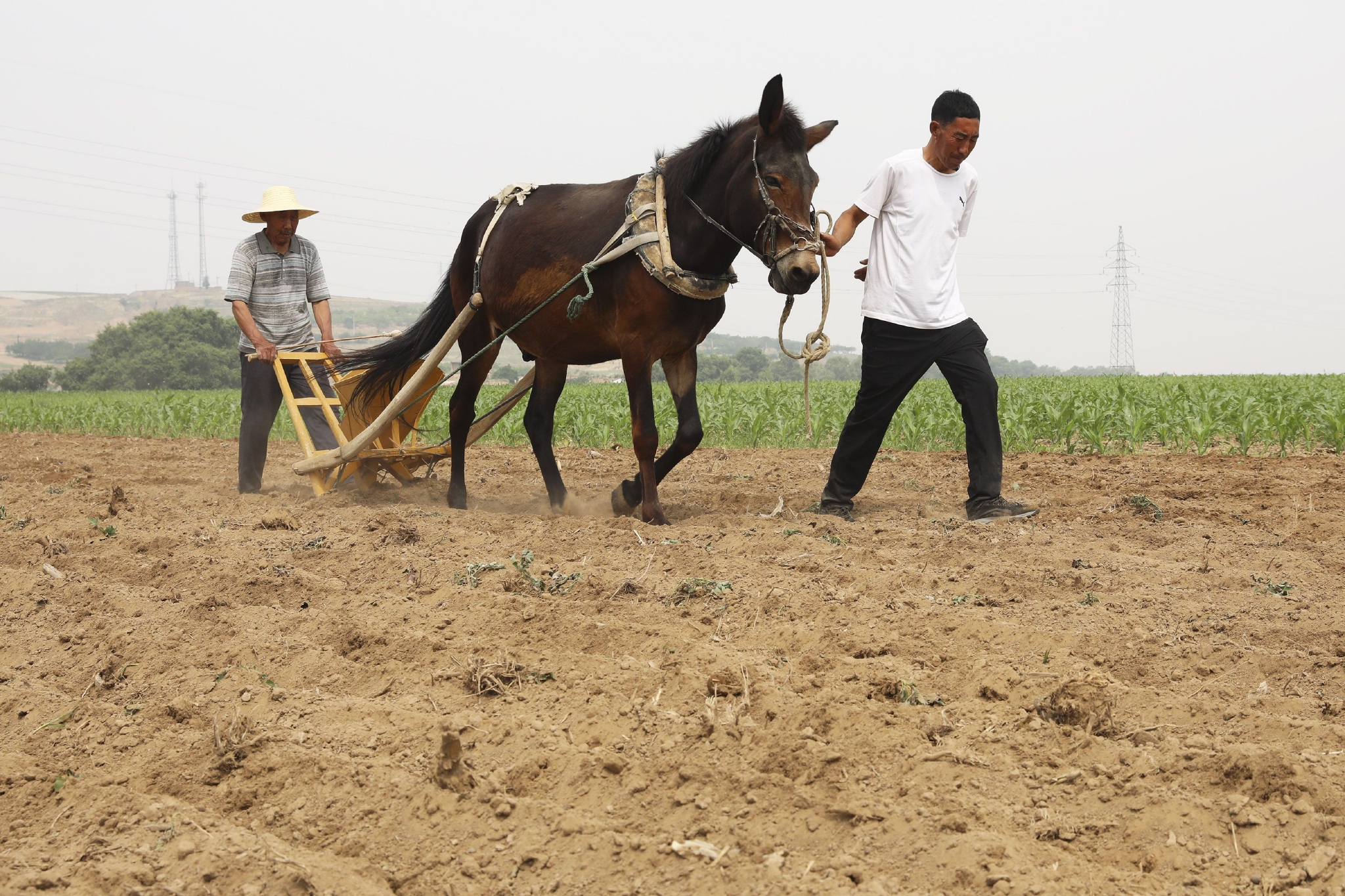 6月17日,在浙江省湖州市德清县莫干山镇筏头村,农户沈水根和耕牛"二牛