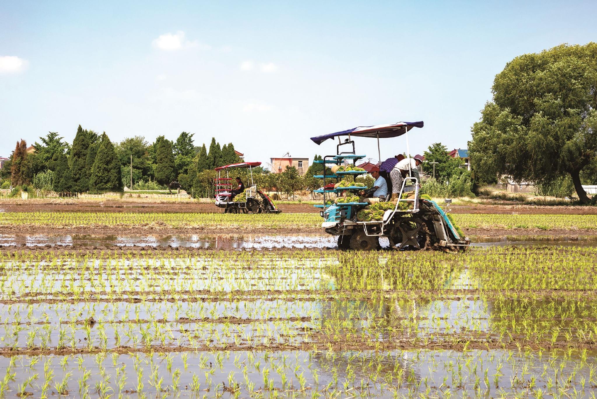 连日来,一年一度的水稻播种季在姜堰拉开序幕.