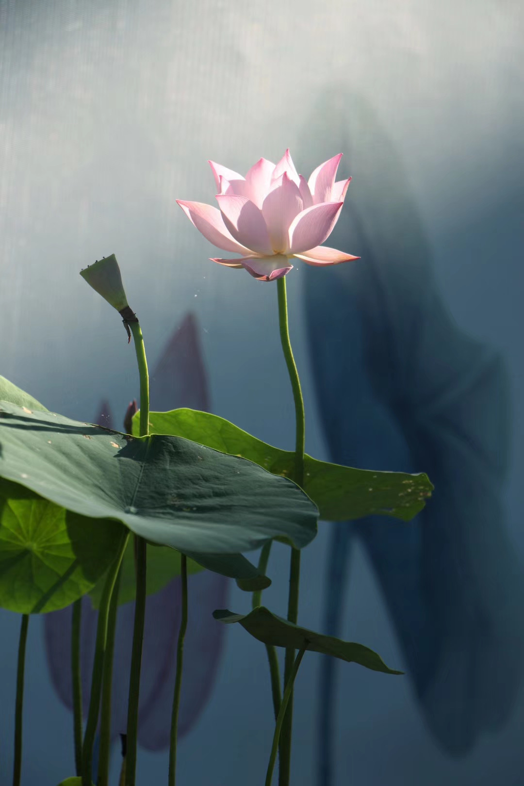 出品人 陈寅总策划 丁时照总监制 蓝岸监制 陈建中策划 甘霖 刘思敏