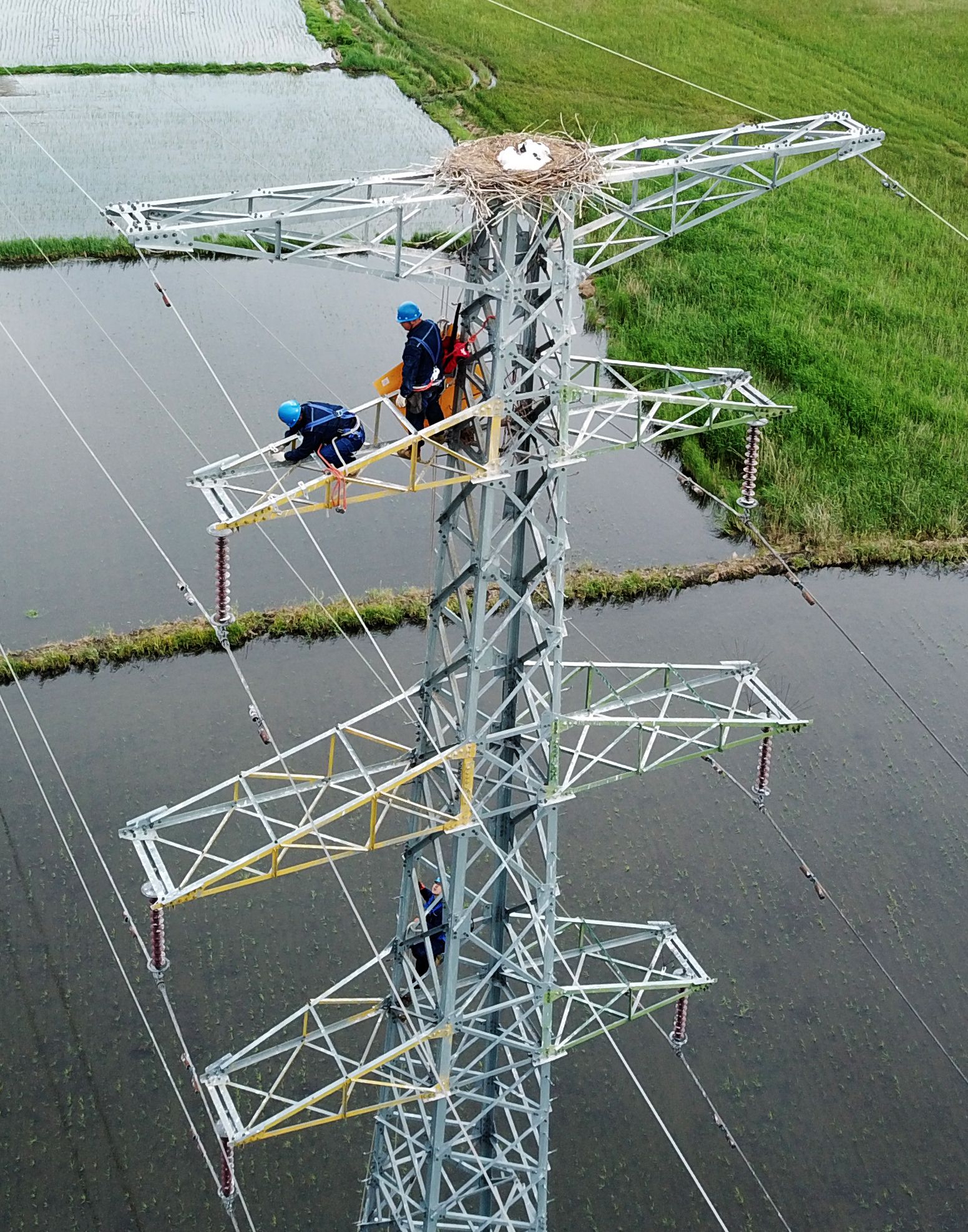 6月15日,电力工人在齐齐哈尔市昂昂溪区一输电铁塔的东方白鹳鸟巢下