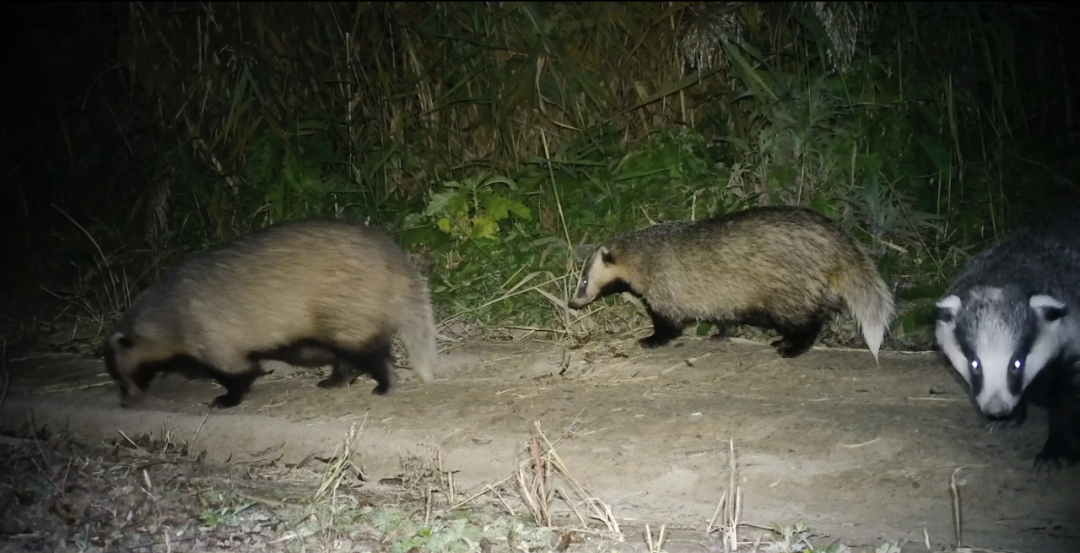 科学看点>正文>群体活动的狗獾 图片来源:小蚊子实际上,猪獾和狗獾的